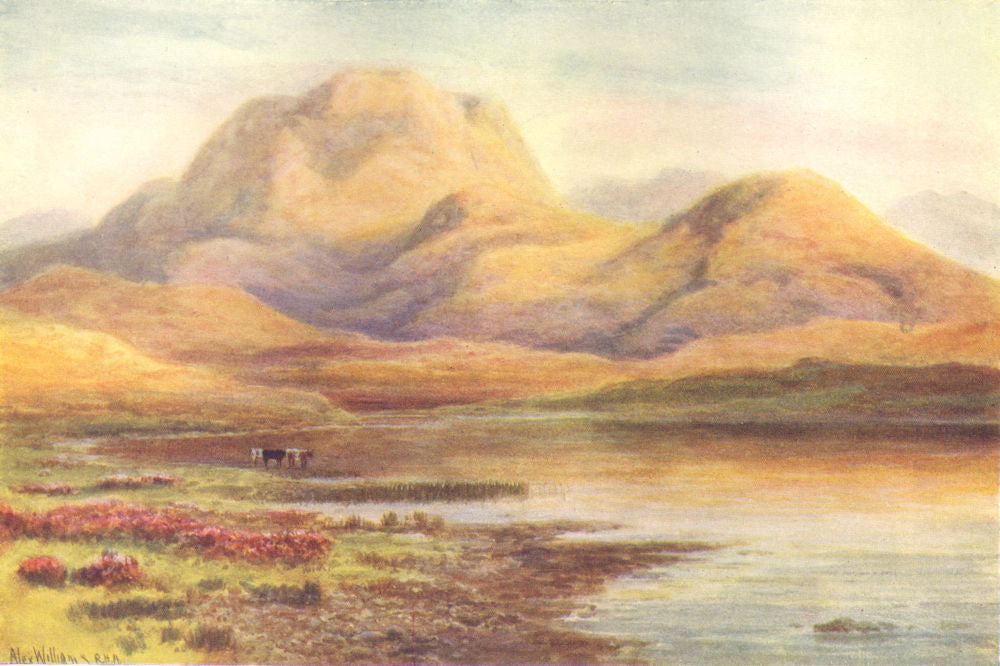 IRELAND. Connaught. Lough Breenbannia. Cattle. c1912 old antique print picture